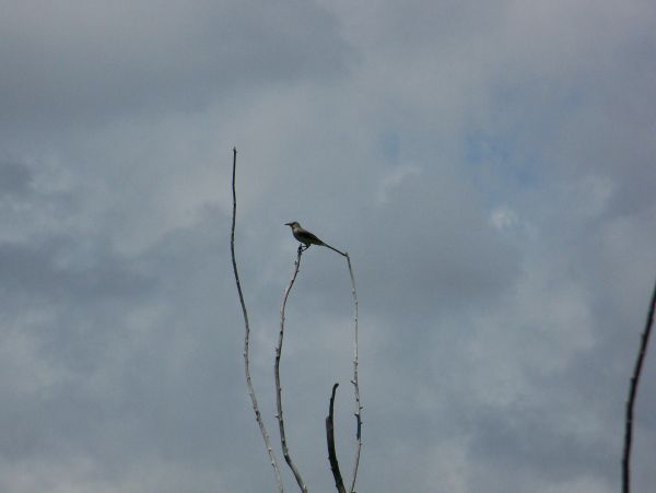 bird on a branch